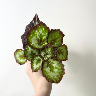 Begonia 'Randy MK2' [#2006]