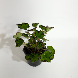 Begonia 'Steve's Leaves Donnie Brown'