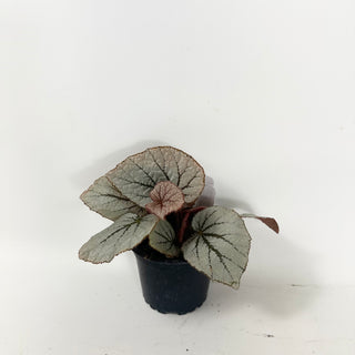 Begonia 'Rice Paper' [#1924]