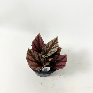Begonia 'Snowberry' [#1909]
