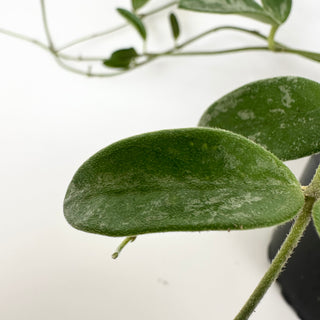 Hoya 'Lima' (Splash)