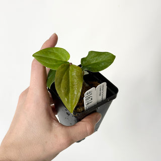 Anthurium 'Not The Mama'/forgetii x 'Amelia's Delight' [#1674]