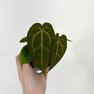 Anthurium 'Blue Velvet' x 'Ace of Spades' [#1337]