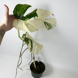 Monstera deliciosa var. borsigiana albo-variegata [#2349]