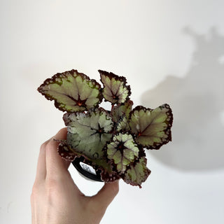 Begonia 'Dolce Vita' [#2053]