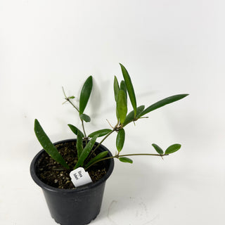 Hoya loheri