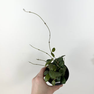 Hoya sp. GPS-7240 [#2355]