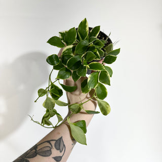Hoya heuschkeliana albo-marginata [#1919]
