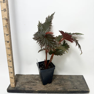 Begonia serratipetala 'Miri' [#2007]