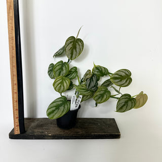 Z-5226 - Philodendron aff. brandtianum