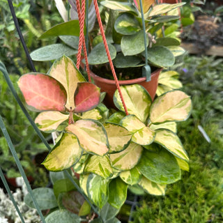 Hoya australis 'Lisa'