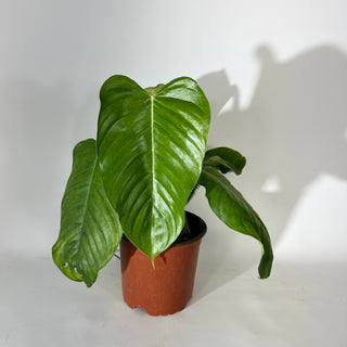 Philodendron genevievianum (Non-TC) [#2037]
