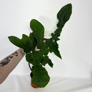 Z-4550 - Philodendron sp. 69686 x subhastatum (Non-TC)