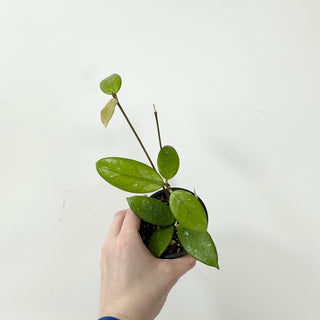 Hoya sp. Lai Chau (long leaf, splash) [#1611]