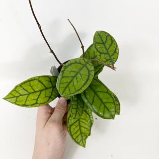 Hoya callistophylla 'Vena' [#2385]