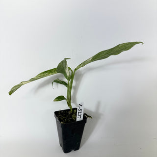 Z-5227 - Rhaphidophora megasperma variegata