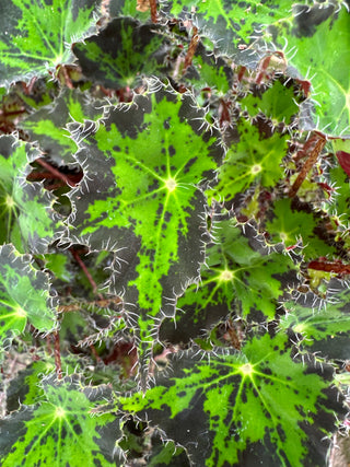 Begonia 'Steve's Leaves Donnie Brown'