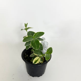 Hoya cumingiana albo-marginata [#2303]