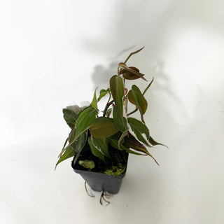 Z-4778 - Philodendron hederaceum ‘Micans Halo’