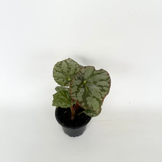 Begonia 'Steve's Leaves Saxon's Dream'