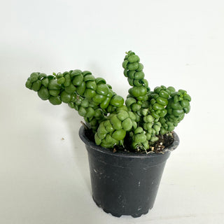 Dischidia nummularia "Dragon Jade" [#1989]