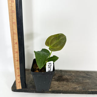 Anthurium 'Queen of Hearts' x 'Arnold Schwarzenegger' [#2078]