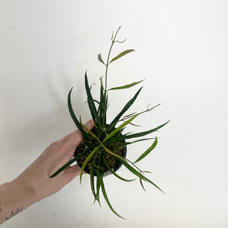 Hoya yvesrocheri [#1997]