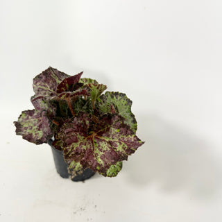 Begonia 'Lota Rose' [#2056]
