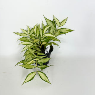 Hoya polyneura (inner variegated) [#2125]