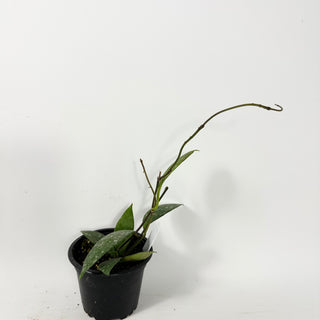 Hoya rundumensis (splash) [#2339]