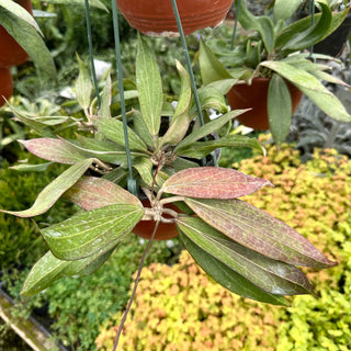 Hoya nicholsoniae (White Flower)