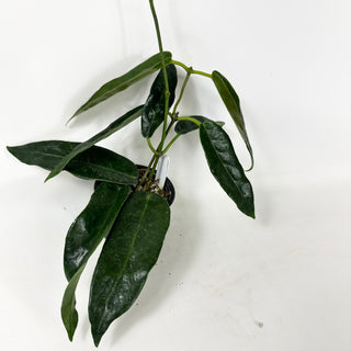 Hoya macgillivrayi (Taiwan) [#1938]