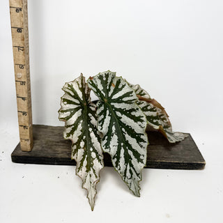 Begonia 'Silver Beauty' [#1943]