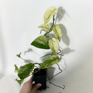 Z-4823 - Monstera adansonii ssp. laniata variegata **NEW**