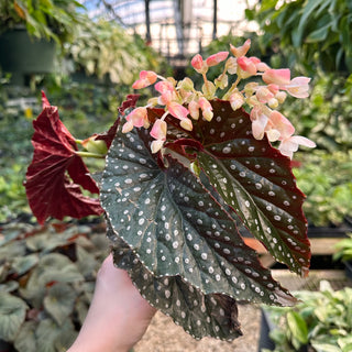 Begonia 'Harmony's Raptor'