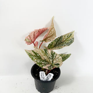 Begonia 'Snow Capped' (Variegated) [#2495]