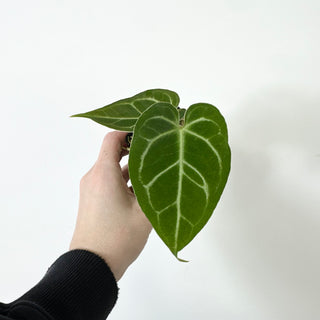 Z-5233 - Anthurium magnificum/'Silver Blush' x unknown