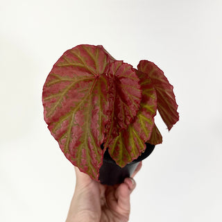 Z-4753 - Begonia "Crazy Pink" **NEW Release**