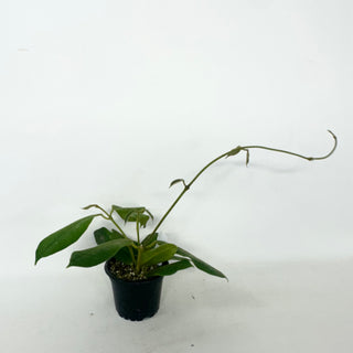 Hoya kapuasensis [#1917]