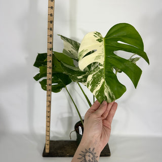 Monstera deliciosa var. borsigiana albo-variegata [#1534]