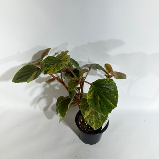 Begonia cucullata (variegated) [#1874]
