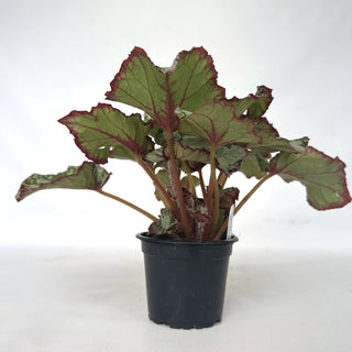 Begonia 'Blueberry Sorbet'