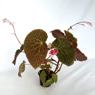 Z-2261 - Begonia dracopelta x chlorosticta