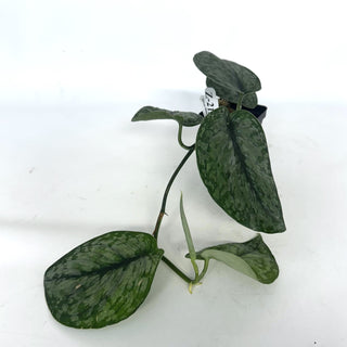 Z-2136 - Scindapsus pictus ‘Silver Dutchess’