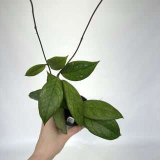 Z-2149 - Hoya cv. EPC1002 (vittelina x finlaysonii) **NEW Release**