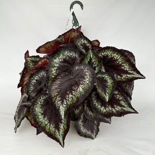 Z-2180 - Begonia 'Black Beauty' - 10in Hanging Basket **NEW**