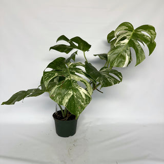Z-2267 - Monstera deliciosa var. borsigiana albo-variegata