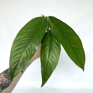 Z-2140 - Rhaphidophora megasperma
