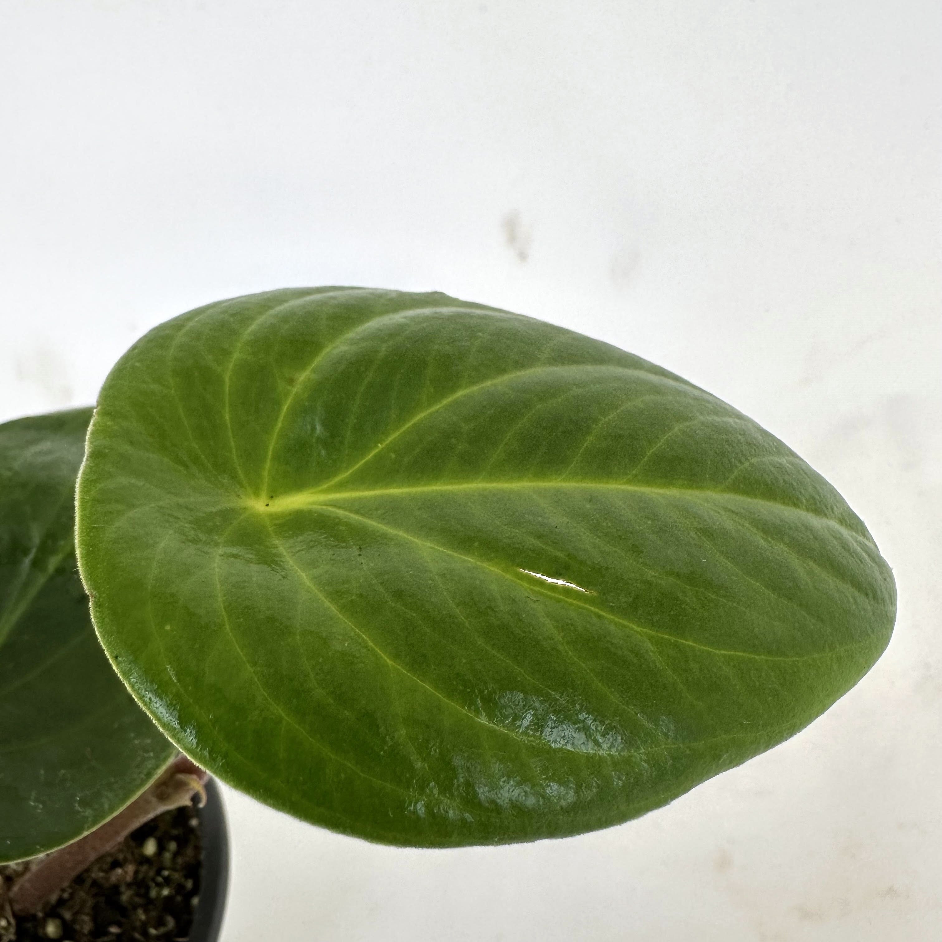 philodendron costa rica Peperomia sp. Costa Rica – Steve's Leaves