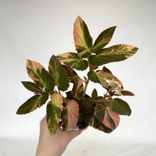 Begonia ‘Withlacoochee’ (Variegated) [#856]